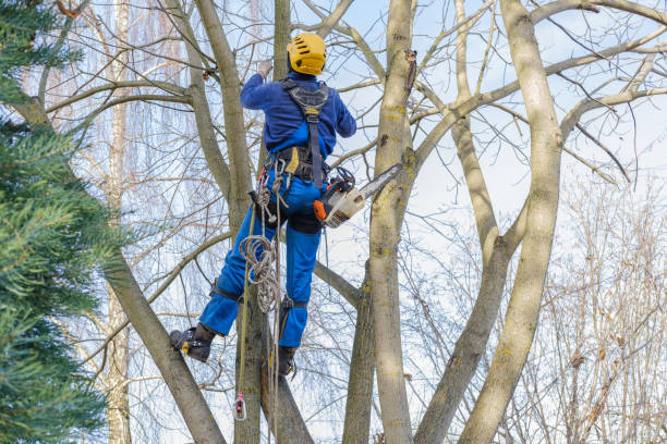 Best Tree Preservation Services  in Independence, MN