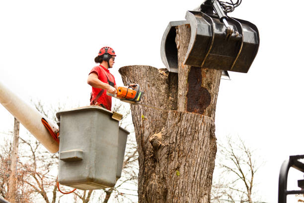 Seasonal Cleanup (Spring/Fall) in Independence, MN